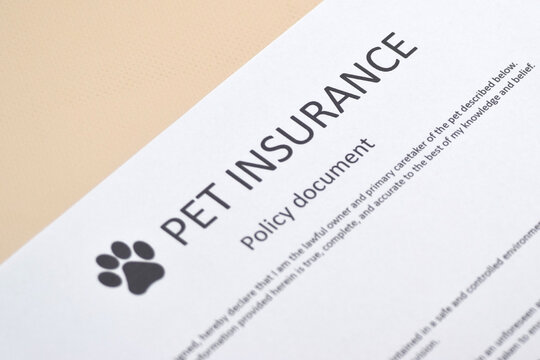 Animal insurance to protect pets health.