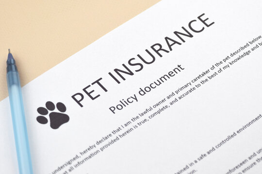 Animal insurance to protect pets health.