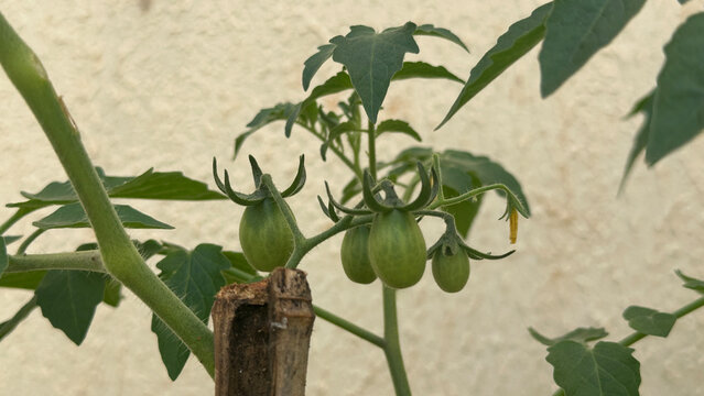 Cherry Tomatoes at Different Stages of Ripening in a Home Garden