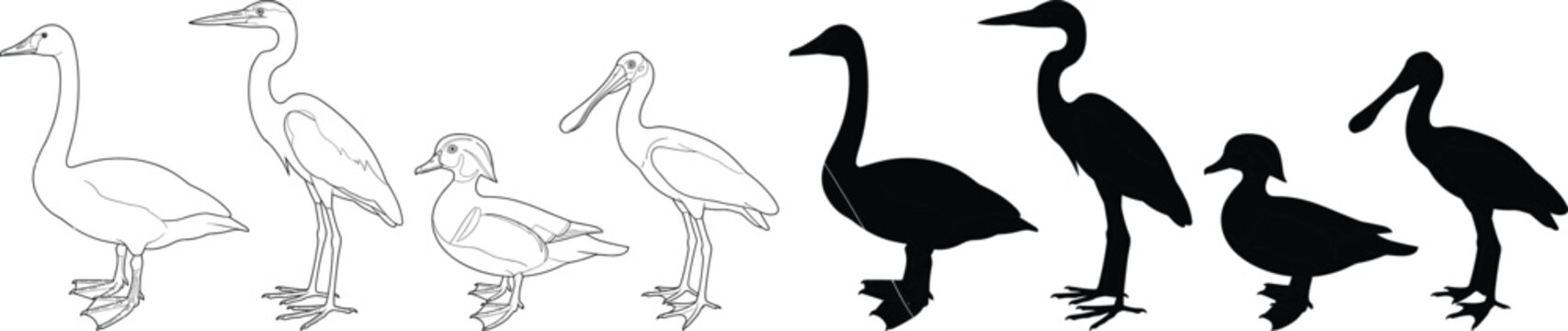 Water Birds Silhouette and Line Art Vector Set Featuring Swan Heron Duck and Spoonbill Collection