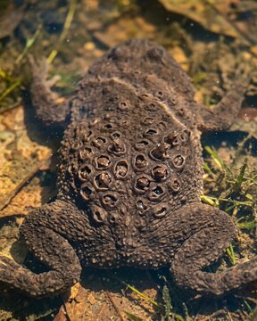 Surinam Toad Reproduction with Young Emerging from the Skin.