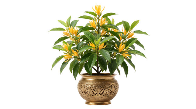 Blooming yellow jasmine plant in ornate brass pot, tropical houseplant with green leaves, decorative floral arrangement for interior design