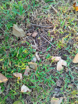 Green grass growing through dry leaves and dead foliage on brown earth, showing renewal and natural decay