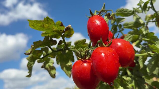 Ripe red tomatoes on a branch.