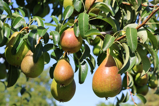 Birnen am Baum kurz vor der Ernte