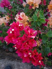 bouquet of pink roses © elfarico123fauzan