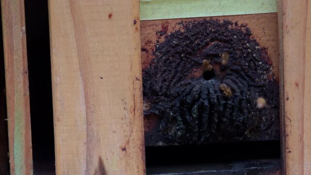 Slow Motion Insects Emerging From Mud Nest on Wood