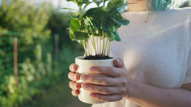 Female Hands Holding Potted Coffee Plant Outdoors In Garden, Young Arabica Tree With Green Leaves, Home Gardening, Sustainable Agriculture, Nature And Plant Care