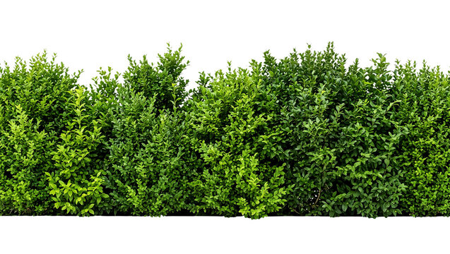 Dense green boxwood garden hedge border isolated on transparent background