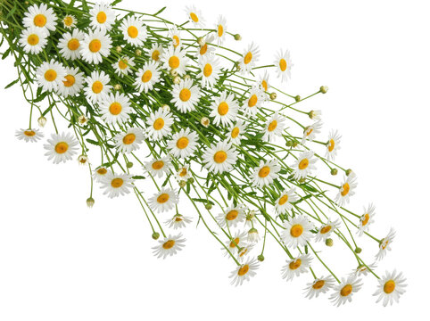 A large bouquet of delicate white daisies with green stems and leaves.