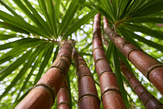 Low angle view looks up through tall green sugarcane stalks outdoors, tropical crop, plant growth, sustainable agriculture.