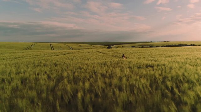Single person walking slowly along defined tractor track that cuts through vast rolling wheat fields under warm golden hour light, upright silhouette rises above crop line while parallel tracks