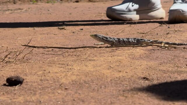 Close Up Reptile Dashing Across Sand Near Passing Sneakers