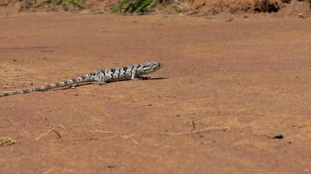 Small Striped Lizard Moving Fast Across Sandy Ground