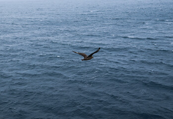 Naklejka premium Giant southern petrel gliding low over grey ocean wingspan