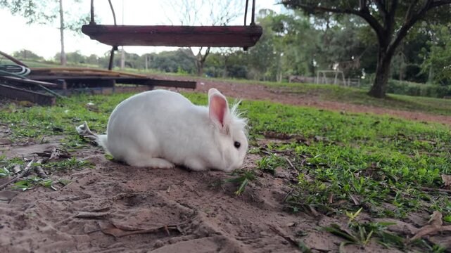 Small White Rabbit Resting in Garden Near Wooden Swing