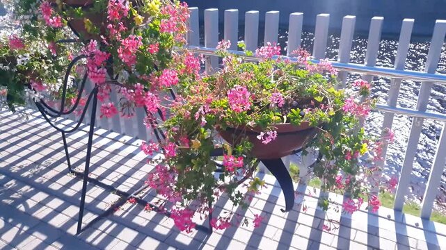 A hanging pelargonium growing in a hanging planter, pot, or stand by the water. Pink flowers by the stream.