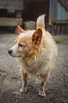 Small fluffy orange and white dog standing in a rural yard, with reddish-brown staining on the front legs and rustic buildings softly blurred in the background