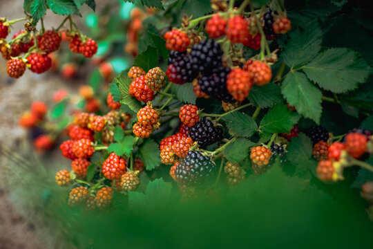 Abundant blackberry bush covered with fruits at different stages of ripeness, from glossy black and dark purple berries to red, orange, and greenish immature fruit among dense dark green leaves