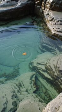 Vertical video: Initial disturbance sending ripples while orange leaf drifting on tidal pool