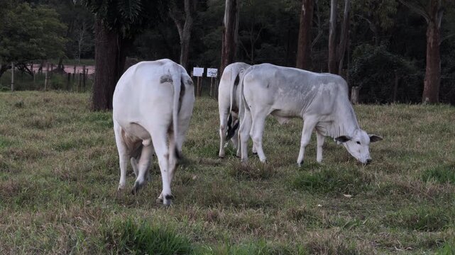 White Brahman Cows Grazing Calmly in Rural Green Pasture