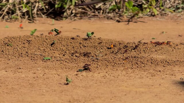 Slow Tracking Shot Over Wet Sand and Organic Debris