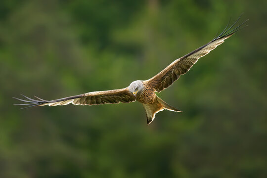 Rotmilan (Milvus milvus) im Flug, auf Nahrungssuche mit Blick nach unten - Sulz am Neckar, Deutschland