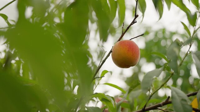 Organic ripening peach on tree branch among green foliage. Fruits growing in garden. Red nectarine is ready to be harvested