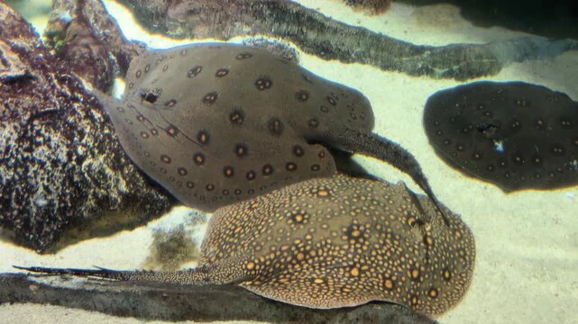 Group of spotted freshwater stingrays resting and swimming together near the sandy bottom of an aquarium.