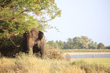 Elephant stands under leafy tree branches near a tranquil lake. © Sumith