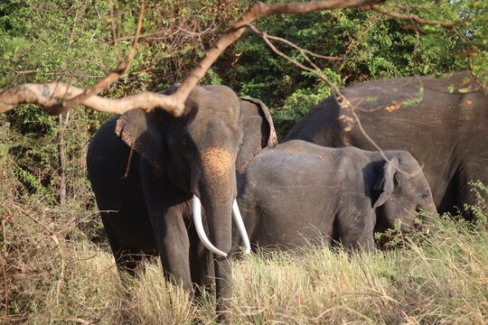 Elephant with long white tusks walks through the brush with its herd.