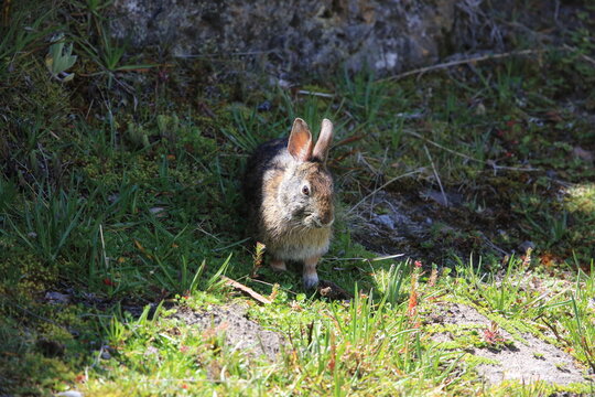 Andean tapeti or common tapeti (Sylvilagus brasiliensis andinus), also known as the Brazilian cottontail, forest cottontail, is a species of cottontail rabbit. This photo was taken in Ecuador.