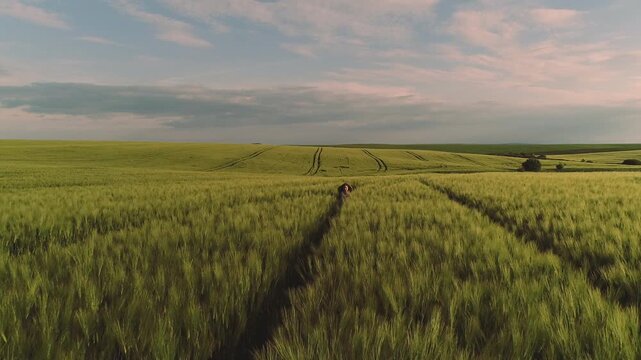 Small solitary person walks upright along narrow tractor track through tall green barley or wheat, facing away from camera and partially obscured by stalks, conveying quiet forward exploration