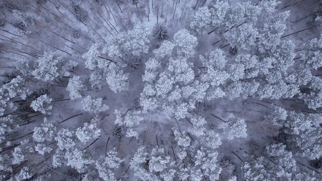 Aerial View Treetops in Snow and Ice on Gorgeous Winter Day at Alaska. Flying Above Stunning Snowy Pine Forest on Beautiful Quiet Winter Morning. Flying Over Fresh Snow Covered Winter Forest in Alaska