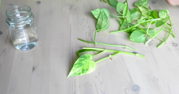 Female hands removing lower leaves from freshly prepared pothos stem cuttings with scissors before placing them in water for propagation.