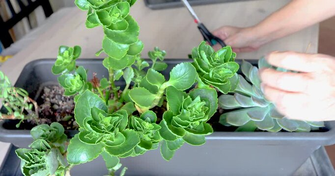 Female hands pruning a Kalanchoe succulent with fleshy green leaves using scissors during routine houseplant maintenance and care.