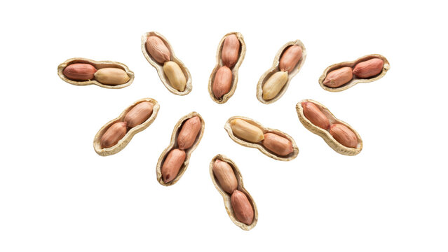 View of multiple open peanuts with visible kernels arranged in a circular pattern on a white surface isolated on a transparent background