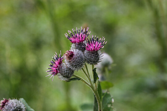 Blooming thistle flowers with vibrant pink-purple petals and spiky textured buds. Wild beauty and botanical detail.