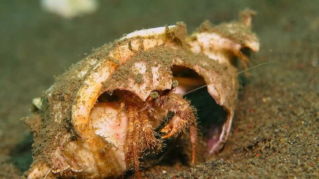 Hermit crab in the broken shell. Marine animal sitting on the sandy bottom, underwater video. Scuba diving with tropical aquatic life. Ocean wildlife footage.