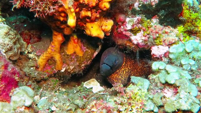 Moray eel and colorful tropical reef. Eel (Muraenidae) and vivid corals. Marine life, underwater video. Scuba diving with underwater animal, detail of the head and jaws.