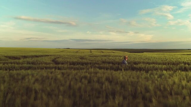 Mature man wearing wide-brim hat and plaid shirt walks slowly through tall wheat or barley field toward low horizon, gentle forward lean and parted stalks indicating measured walking pace and crop