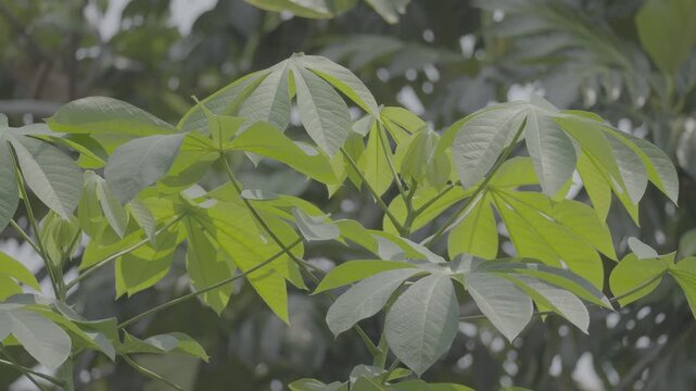 Young Cassava Shoots Growing on a Plant slog3 10 bit