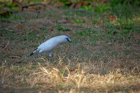 Stunning wildlife photography of an exotic Bali starling stepping on a grassy field against a soft blurred background