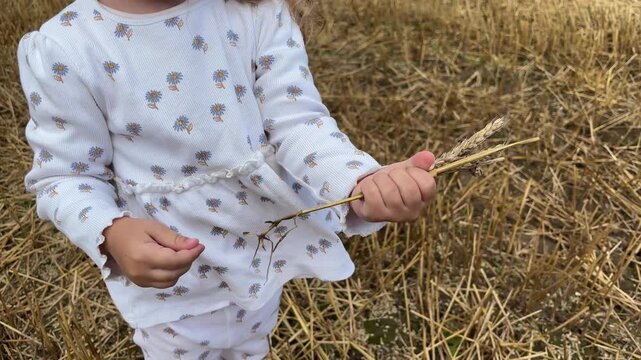 Young child holds a small bouquet of wheat ears in a harvested field, childhood discovery, agriculture, summer harvest, rural countryside lifestyle.