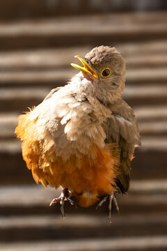 Argentina: A Rufous-bellied Thrush insinging in the after noon's sun. Blurred background.