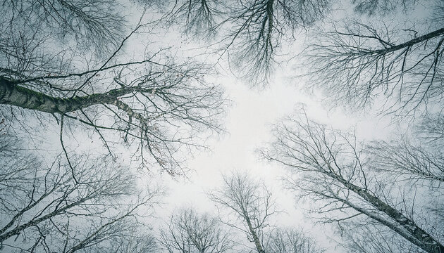 Looking Up Through Bare Winter Tree Branches