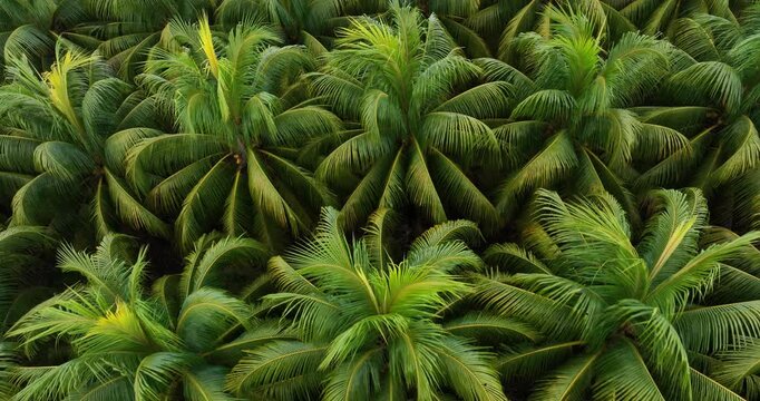 Top view of coconut trees field in the sunrise