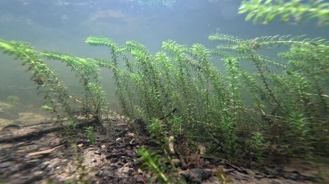 Underwater Green Aquatic Plants in Clear River Water