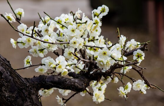 plum blossom