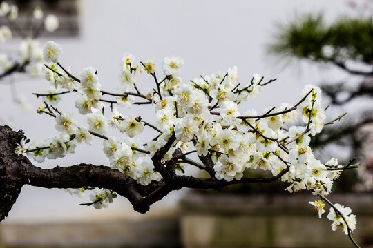 plum blossom